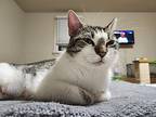 Mabel, Domestic Shorthair For Adoption In Colmar, Pennsylvania