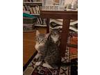 Jade, Domestic Shorthair For Adoption In Colmar, Pennsylvania