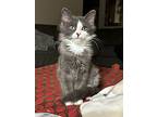 Baloo, Domestic Longhair For Adoption In Minneapolis, Minnesota