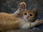 Wren, Domestic Shorthair For Adoption In Minneapolis, Minnesota