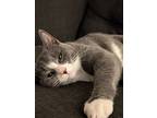 Tilly, Domestic Shorthair For Adoption In Colmar, Pennsylvania