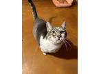 Harper, Domestic Shorthair For Adoption In Tucson, Arizona