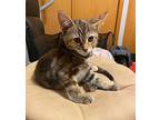 Walnut, Domestic Shorthair For Adoption In Skokie, Illinois