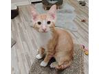 Cosmo #over-the-fence-boy, Domestic Shorthair For Adoption In Houston, Texas