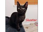 Skeeter #love-bug, Bombay For Adoption In Houston, Texas