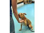 Pickett, American Pit Bull Terrier For Adoption In Portsmouth, Virginia
