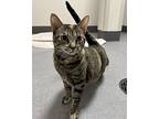 Cleo, Domestic Shorthair For Adoption In Sheboygan, Wisconsin