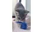 Cyrus, Domestic Shorthair For Adoption In Dickson, Tennessee