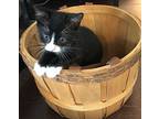 Felicity (fifi), Domestic Shorthair For Adoption In Fort Pierce, Florida