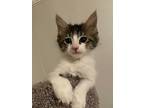 Marcus, Domestic Mediumhair For Adoption In Richardson, Texas