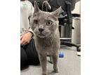 Oliver, Domestic Shorthair For Adoption In Sheboygan, Wisconsin