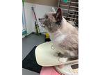 Bumbles, Siamese For Adoption In Barron, Wisconsin