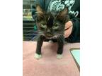 Potato, Domestic Mediumhair For Adoption In Barron, Wisconsin