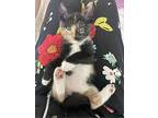 Samantha, Calico For Adoption In Richardson, Texas