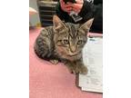 Turkey, Domestic Shorthair For Adoption In Barron, Wisconsin