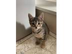 Sophia, Domestic Shorthair For Adoption In Richardson, Texas