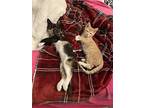Chloe, Domestic Shorthair For Adoption In Richardson, Texas