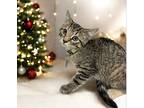 Ella, Domestic Shorthair For Adoption In Brockville, Ontario