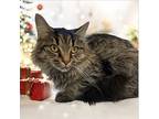 Zara, Domestic Mediumhair For Adoption In Brockville, Ontario