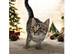 Zelda, Domestic Shorthair For Adoption In Brockville, Ontario