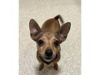 Margo, Miniature Pinscher For Adoption In Pottstown, Pennsylvania