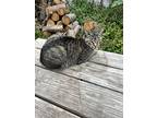 Ernestine *courtesy Post*, Domestic Shorthair For Adoption In New York, New York