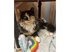 Daisy Mae, Domestic Mediumhair For Adoption In Novato, California