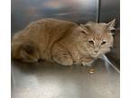 Sam, Domestic Mediumhair For Adoption In Sioux City, Iowa