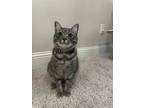 Pepper Ix (new Digs), Domestic Shorthair For Adoption In Dallas, Texas