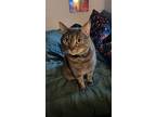 Yuno (new Digs), Domestic Mediumhair For Adoption In Dallas, Texas