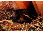 Cammi, Domestic Shorthair For Adoption In Cambridge, Maryland