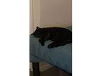Asta (new Digs), American Shorthair For Adoption In Dallas, Texas