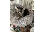Tiger, Domestic Mediumhair For Adoption In Monrovia, California