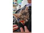 Tater Tot, Domestic Mediumhair For Adoption In Monrovia, California