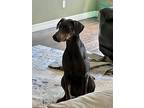 Ripley, Doberman Pinscher For Adoption In Benbrook, Texas