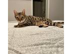 Lilly, Bengal For Adoption In St. Augustine, Florida
