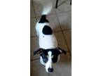 Hobo, Jack Russell Terrier For Adoption In Newfoundland, Pennsylvania