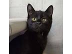 Moonlight, Domestic Shorthair For Adoption In Candler, North Carolina