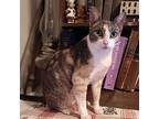 Okra, Domestic Shorthair For Adoption In Candler, North Carolina