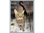 Guido, Domestic Shorthair For Adoption In Holly Springs, Georgia