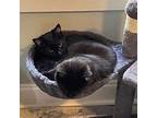 Butter, Domestic Shorthair For Adoption In Candler, North Carolina