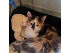 Maple, Domestic Shorthair For Adoption In Candler, North Carolina