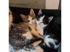 Acorn, Domestic Shorthair For Adoption In Candler, North Carolina