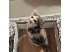 Hazel, Domestic Mediumhair For Adoption In Candler, North Carolina