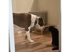 Lobster, Domestic Shorthair For Adoption In Candler, North Carolina