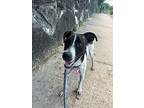 Lauren, Labrador Retriever For Adoption In Collegeville, Pennsylvania