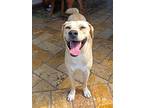Lulu, Labrador Retriever For Adoption In Collegeville, Pennsylvania