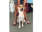 Papi, Labrador Retriever For Adoption In Collegeville, Pennsylvania