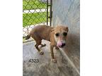 Kia, Terrier (unknown Type, Medium) For Adoption In Collegeville, Pennsylvania
