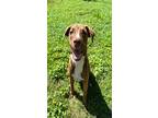 Fiona, Labrador Retriever For Adoption In Collegeville, Pennsylvania